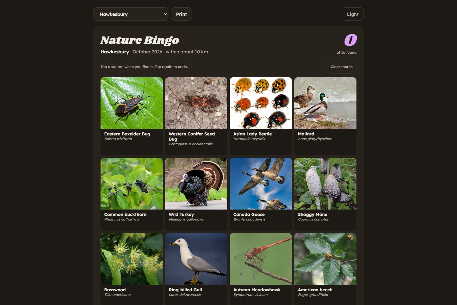 Nature Bingo: a bingo card of the 16 things most likely out near your town this October, ranked by an open-weight model on a laptop